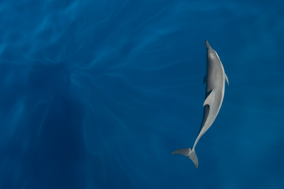 Spinner dolphin off the Andaman Coast.